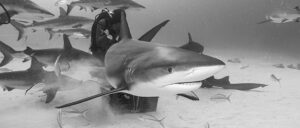 Jonesing for Jaws: A Review of the Stuart Cove’s PADI Distinctive Shark Awareness Speciality